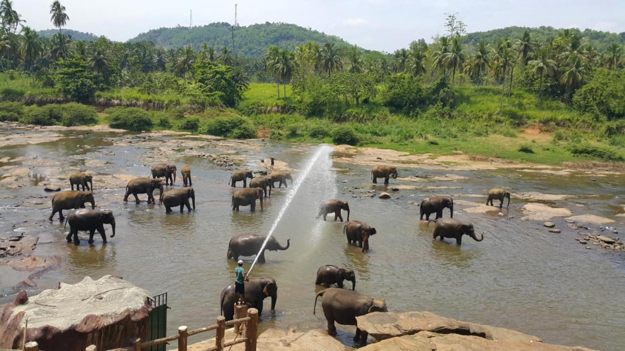 Peacock Village Pinnawala - Offer Alert! Elephant Welfare Program Dış mekan fotoğraf